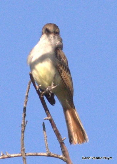 Nutting's Flycatcher - ML620920547