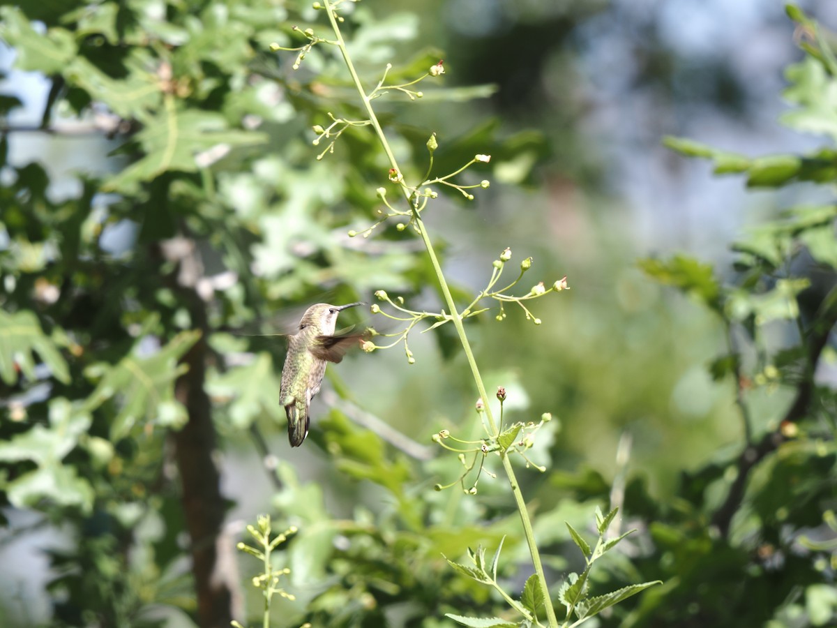 Anna's Hummingbird - ML620920555