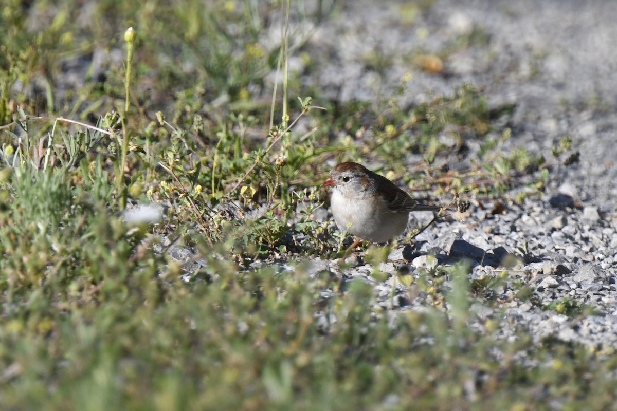 Field Sparrow - ML620920576