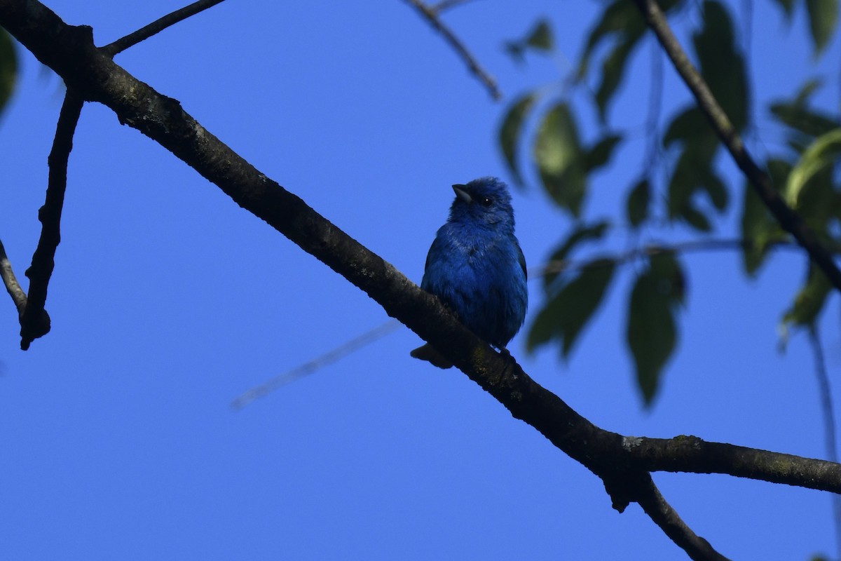 Indigo Bunting - ML620920589