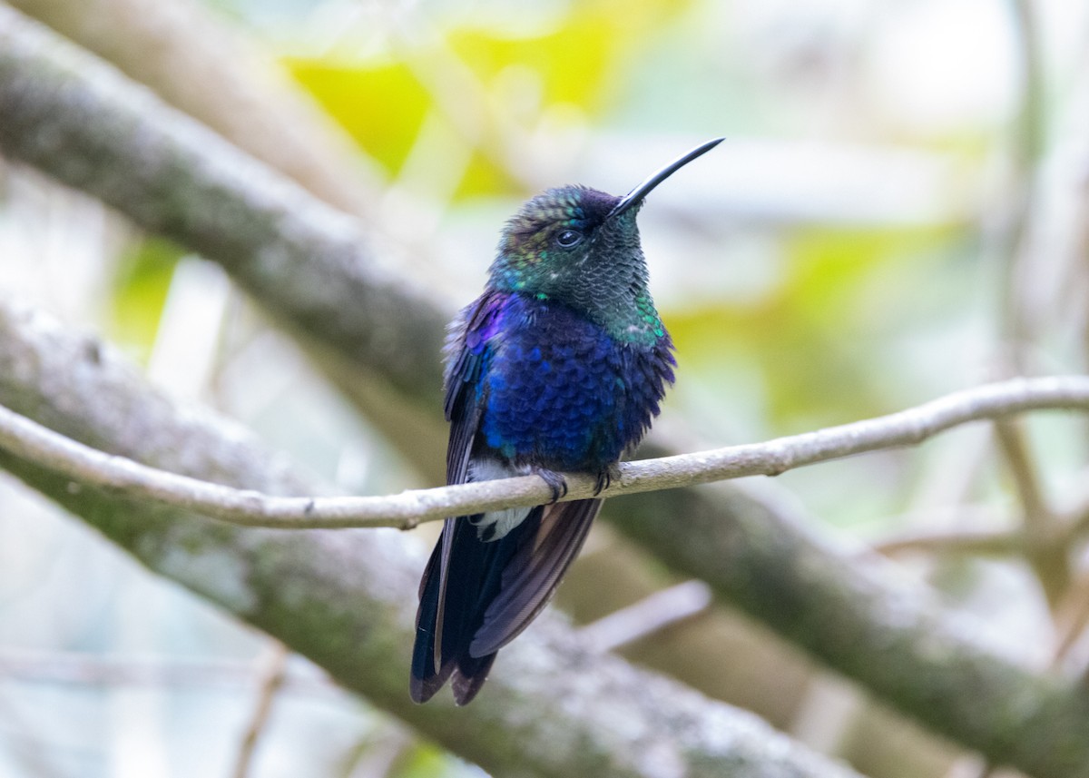 Crowned Woodnymph (Colombian Violet-crowned) - ML620920591