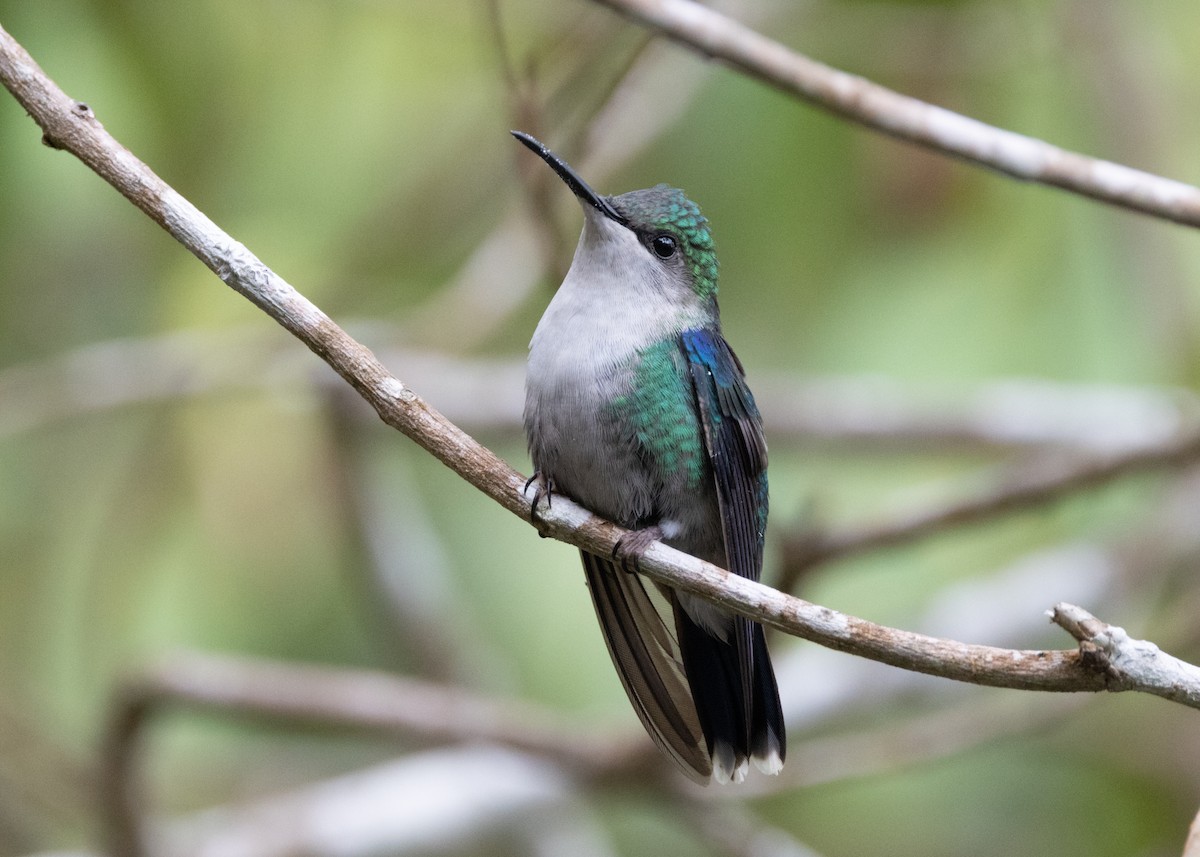 kolibřík vidloocasý (ssp. colombica/rostrifera) - ML620920593