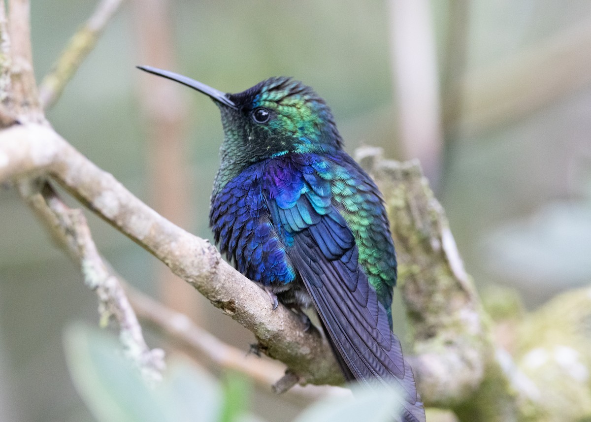 Crowned Woodnymph (Colombian Violet-crowned) - ML620920594