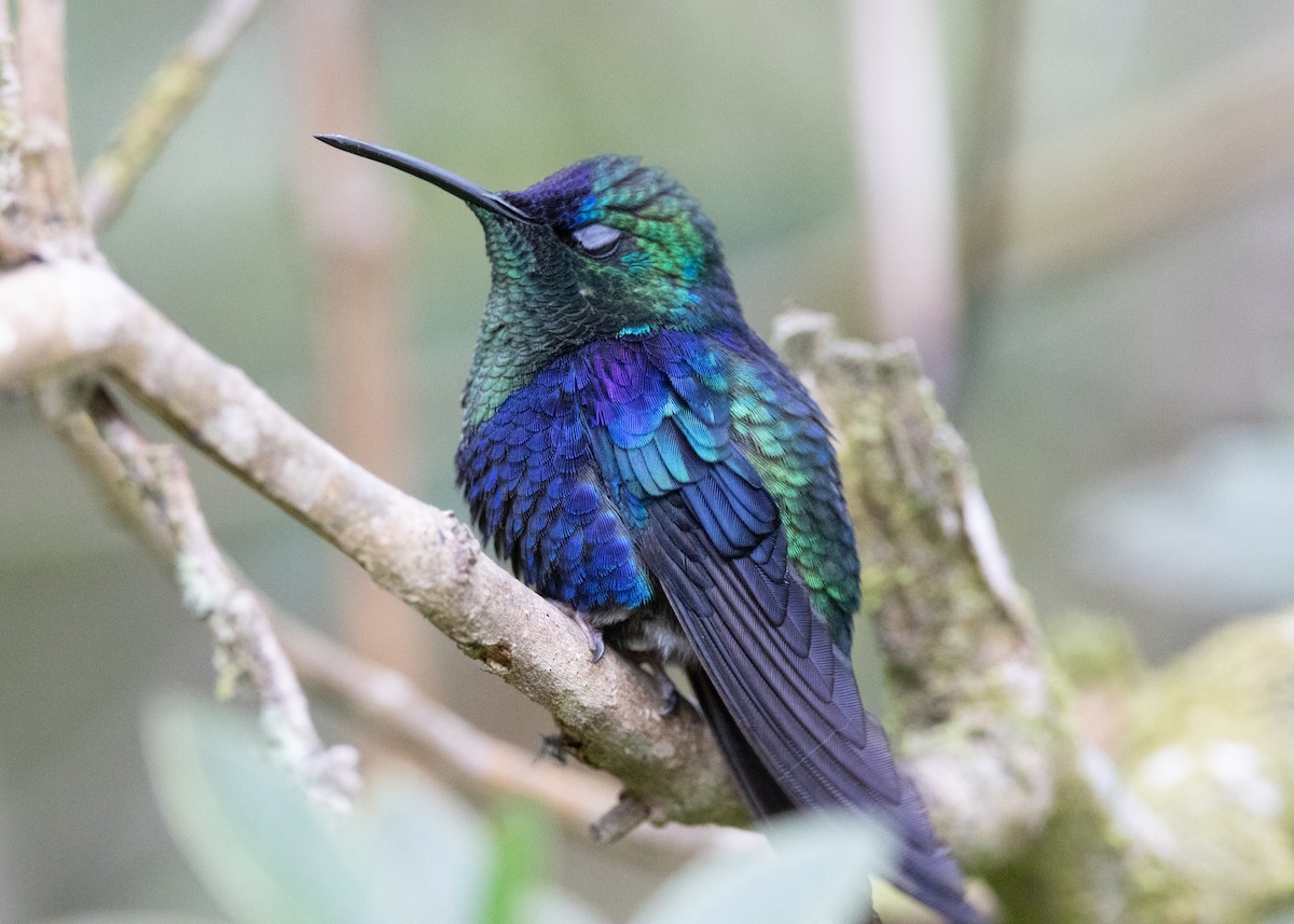 Crowned Woodnymph (Colombian Violet-crowned) - Silvia Faustino Linhares