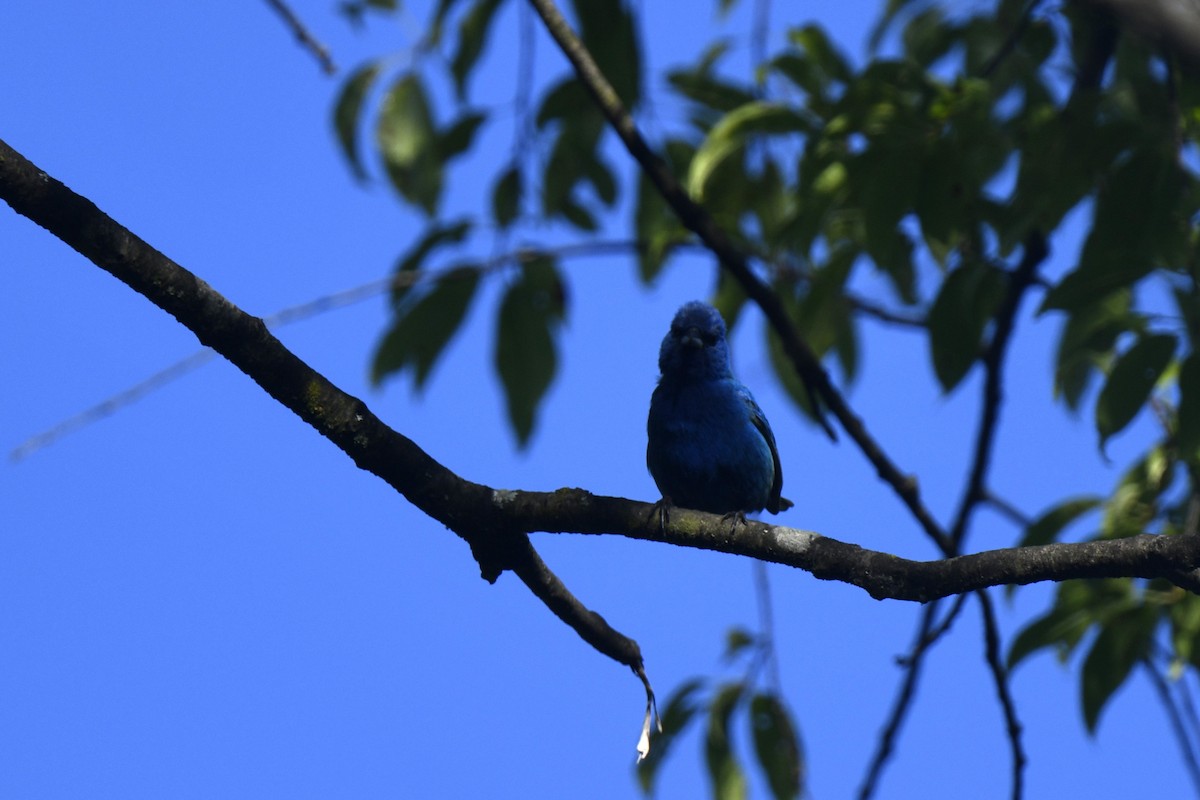 Passerin indigo - ML620920624