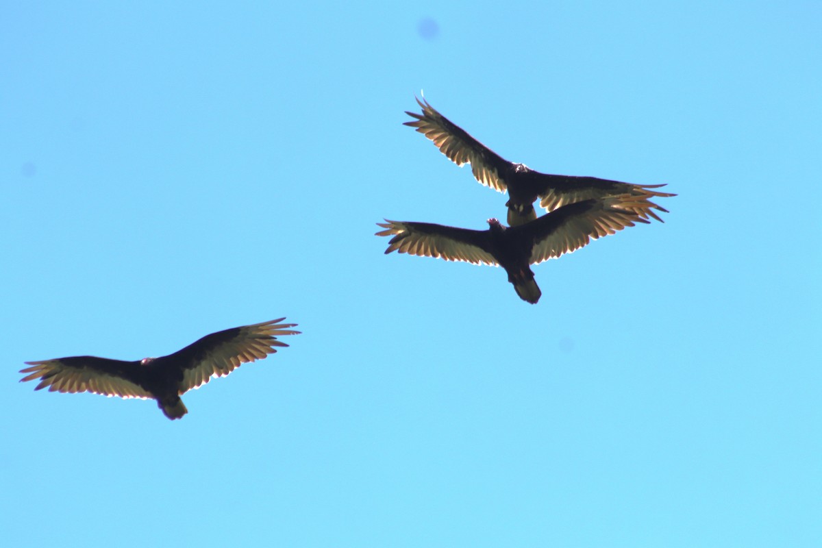 Turkey Vulture - Cindy Grimes