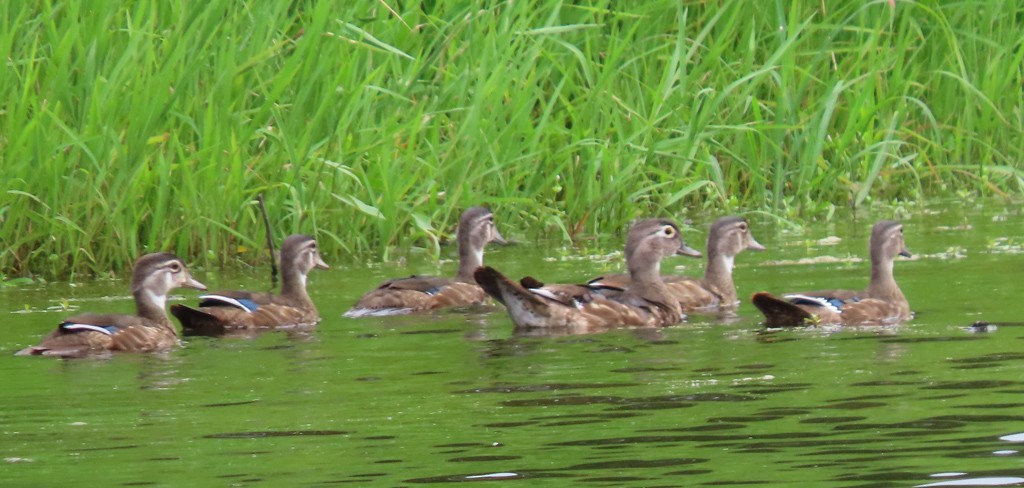 Wood Duck - ML620920635