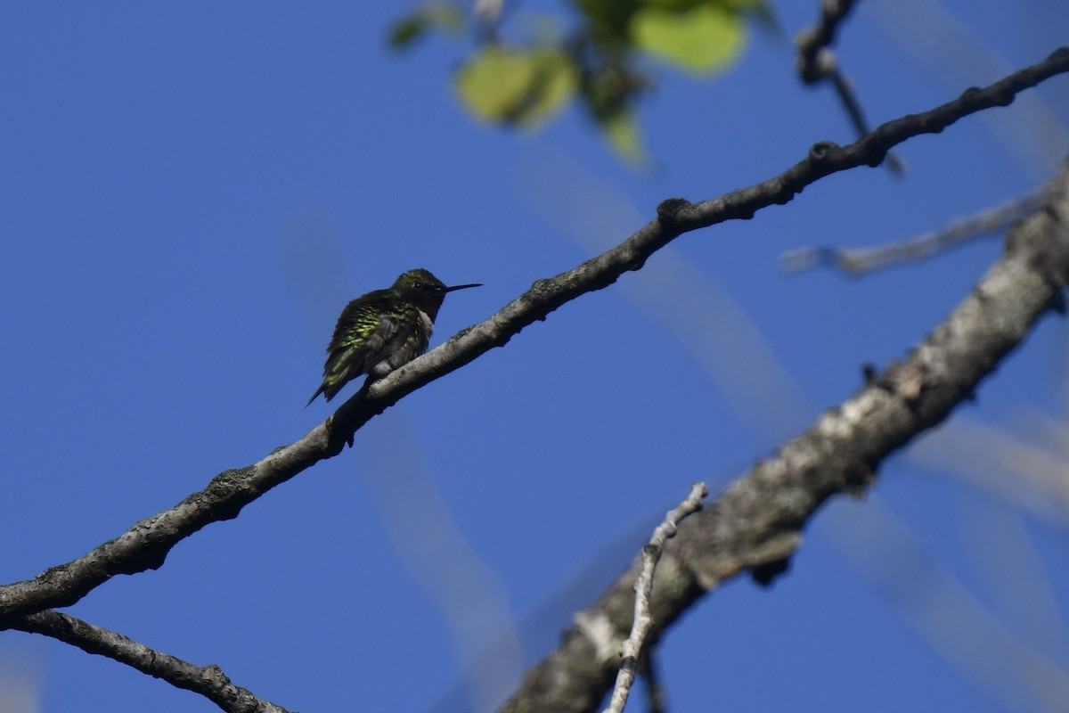 Ruby-throated Hummingbird - ML620920643