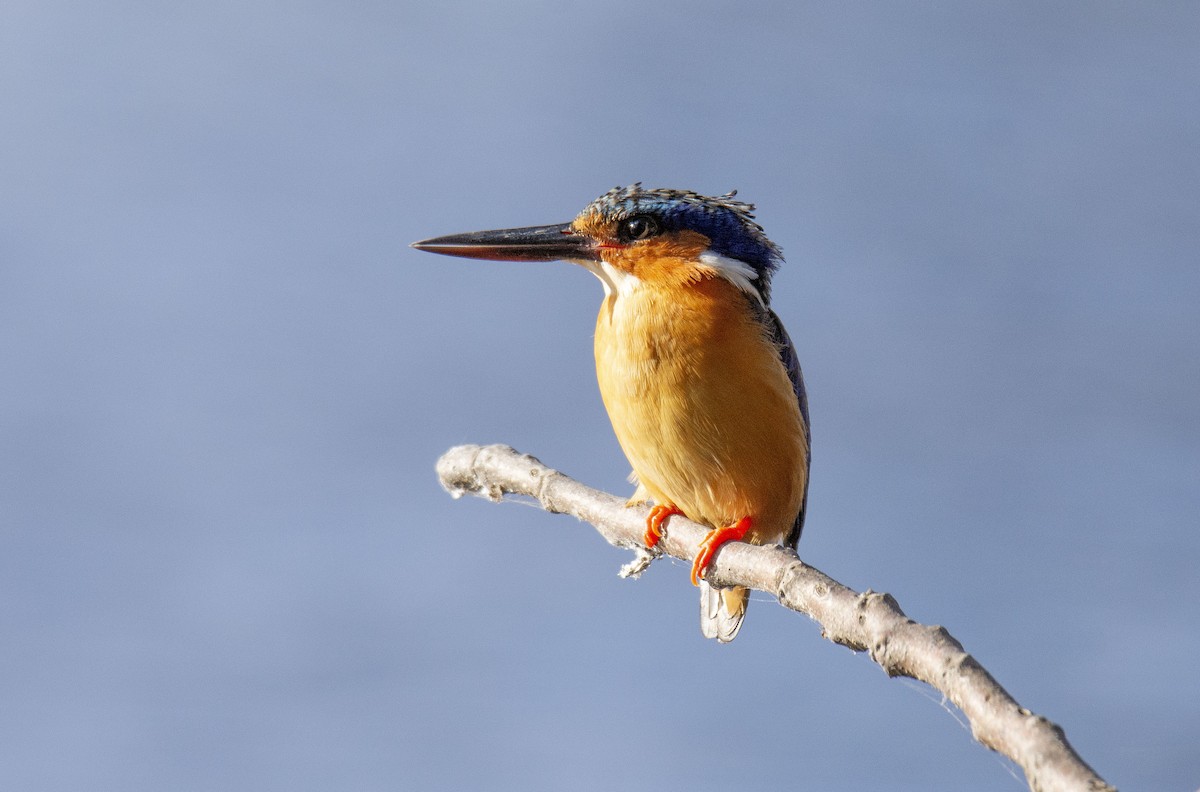 Malagasy Kingfisher - ML620920647