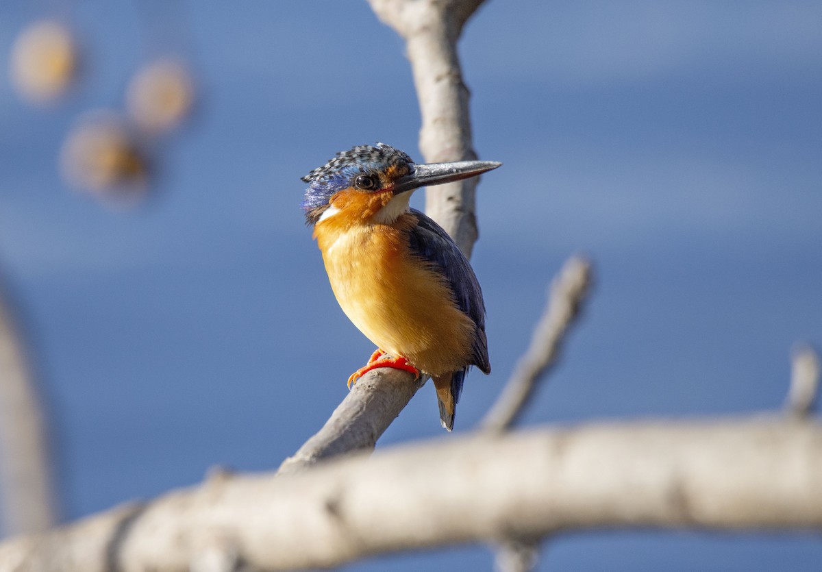 Malagasy Kingfisher - ML620920648