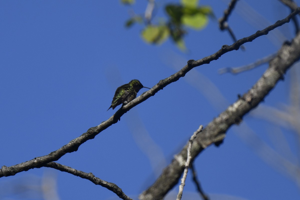 Ruby-throated Hummingbird - ML620920651