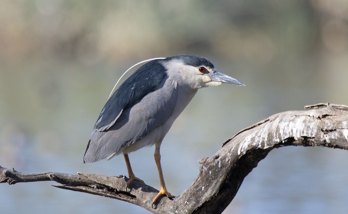 Black-crowned Night Heron (Eurasian) - Antonio Ceballos Barbancho