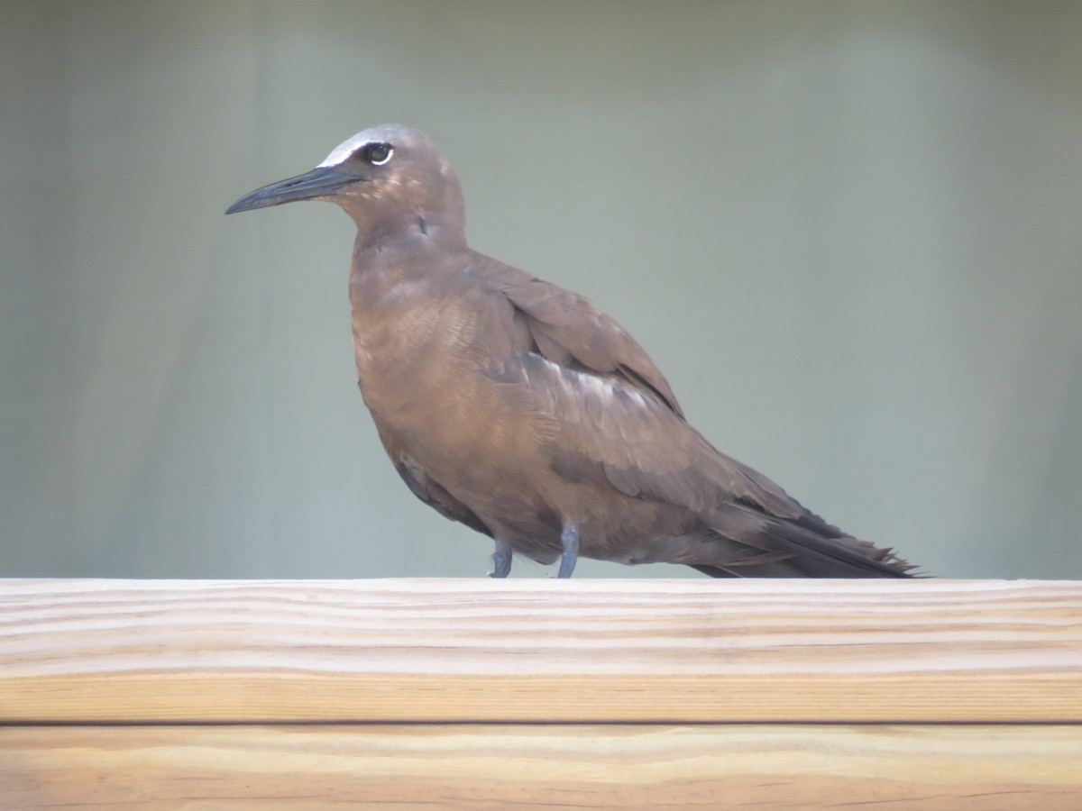 Brown Noddy - ML620920656