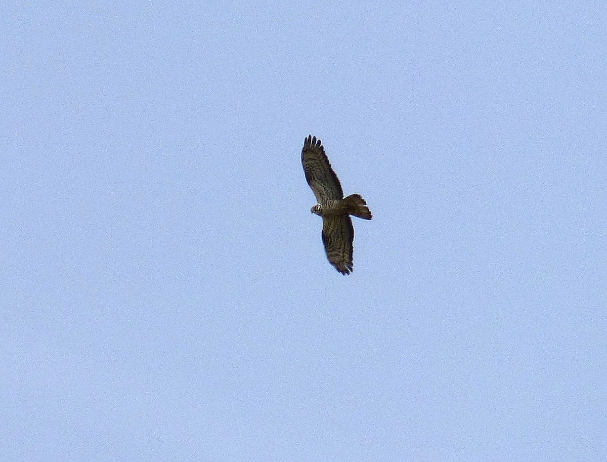 European Honey-buzzard - ML620920659