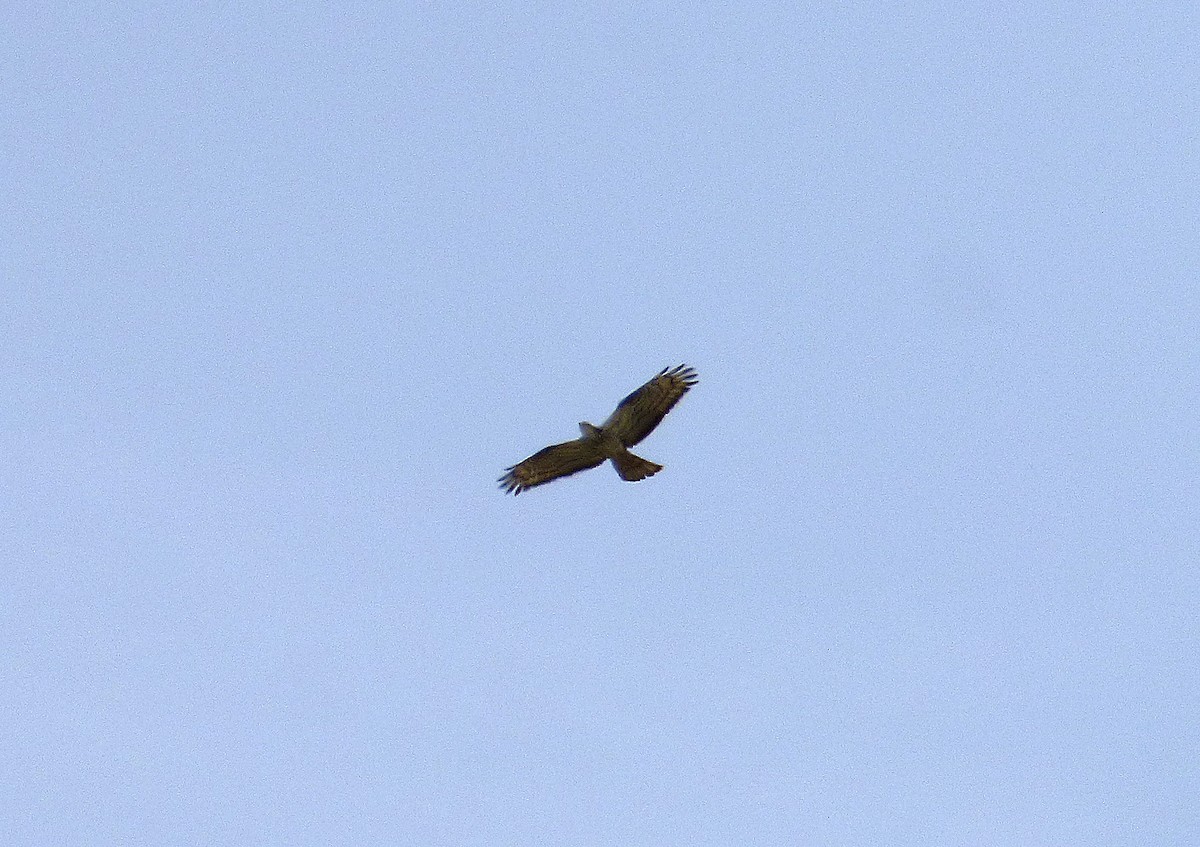 European Honey-buzzard - ML620920663