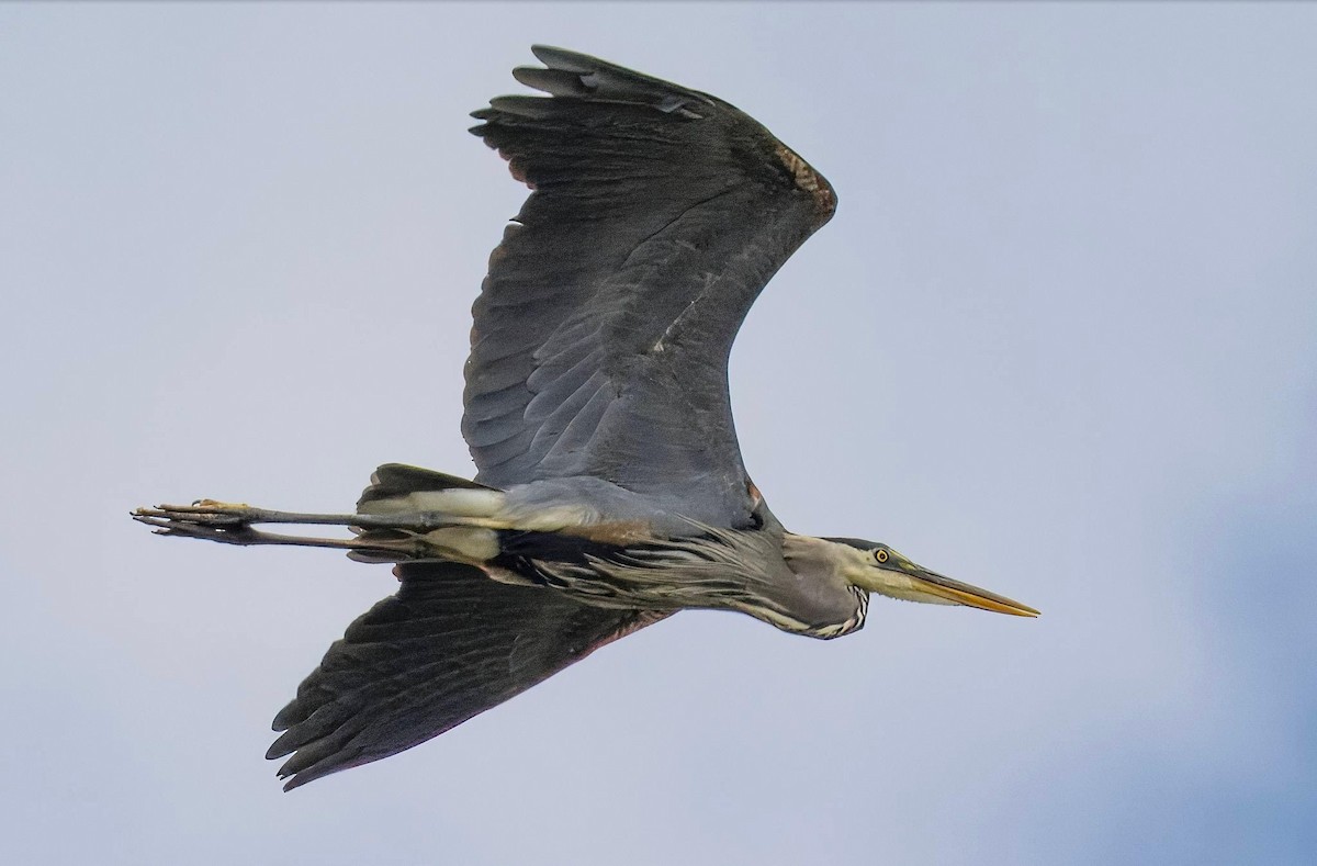 Great Blue Heron - ML620920672