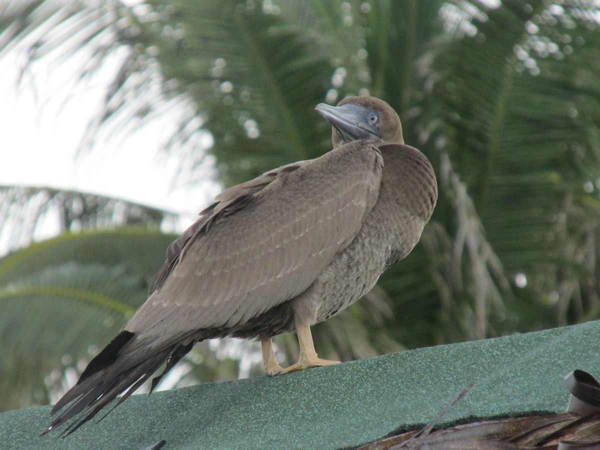 Brown Booby - ML620920703