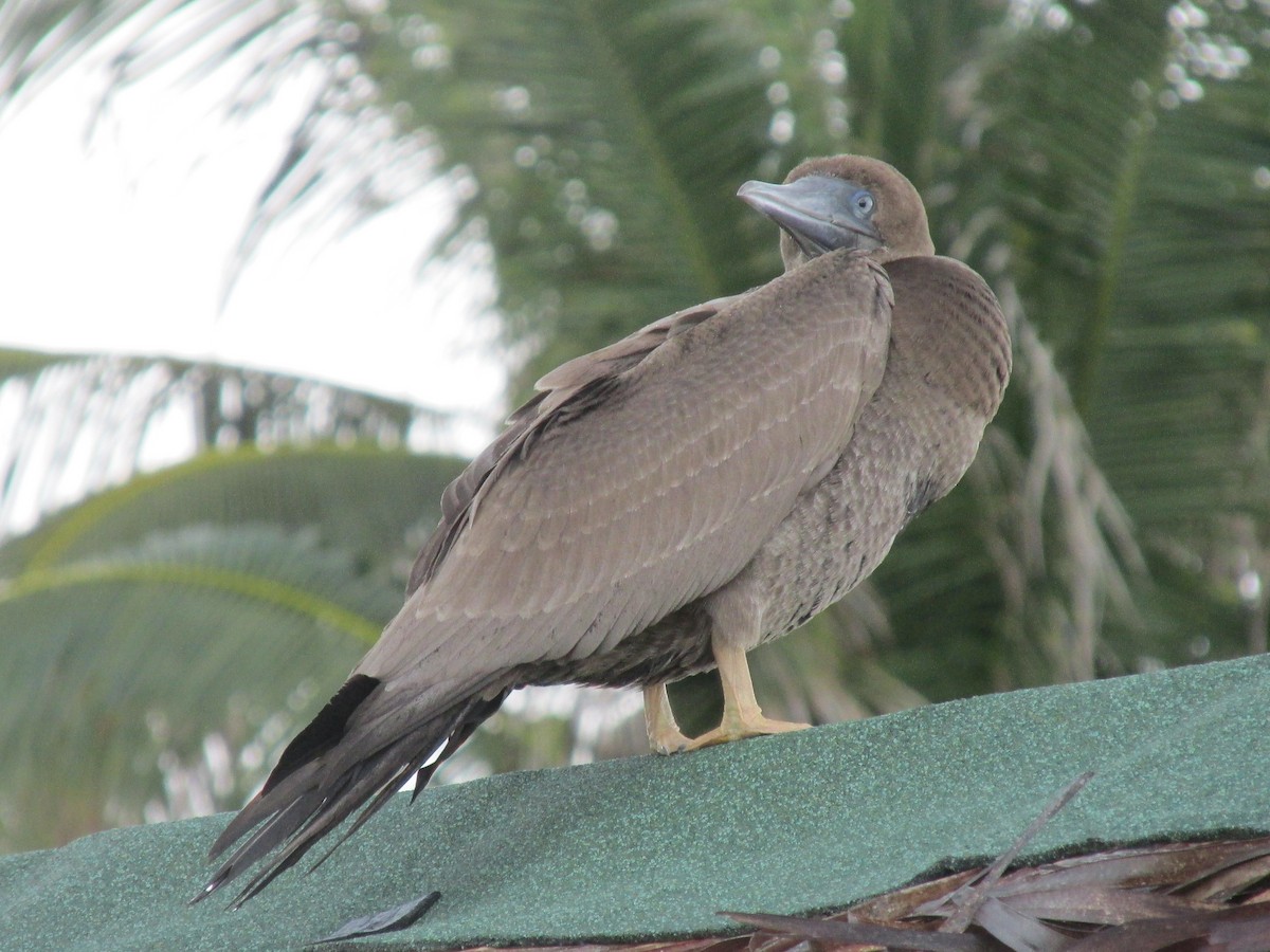 Brown Booby - ML620920704