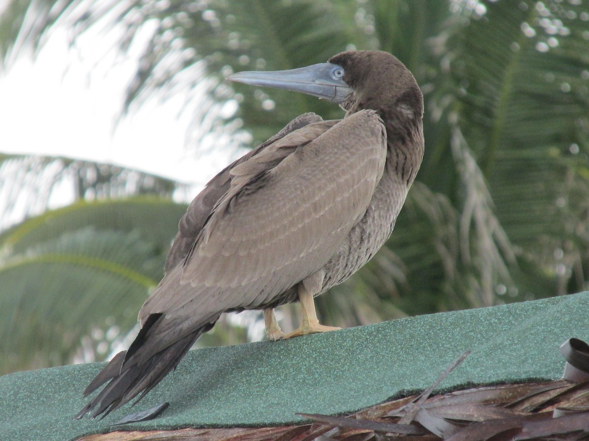 Brown Booby - ML620920705
