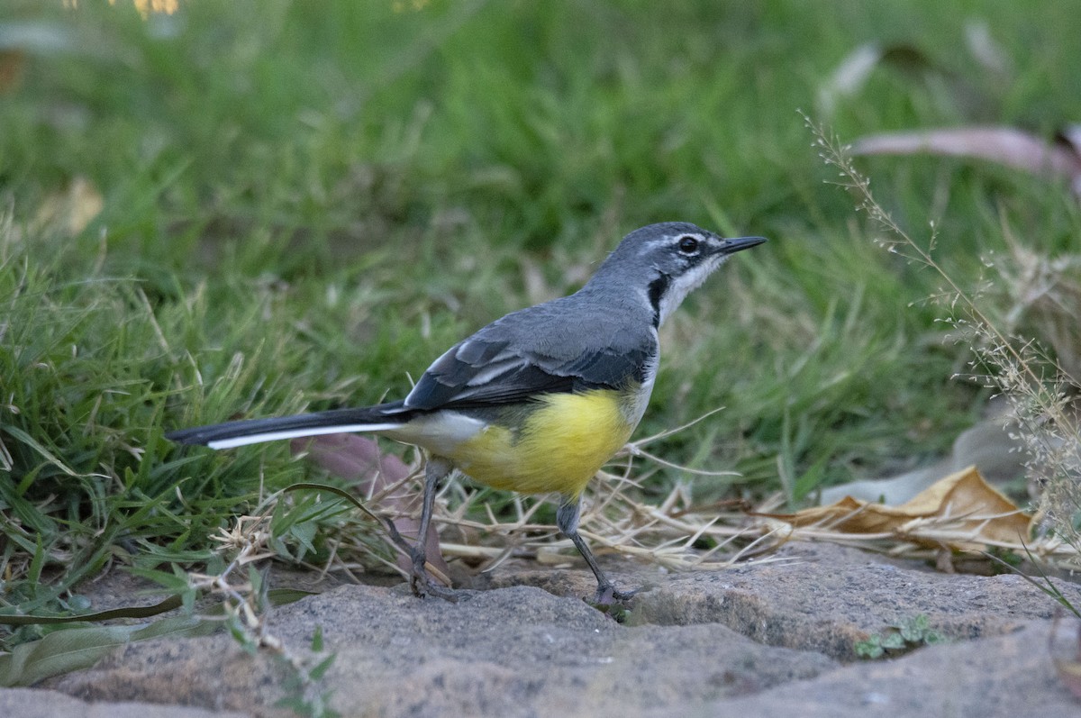 Madagascar Wagtail - ML620920712