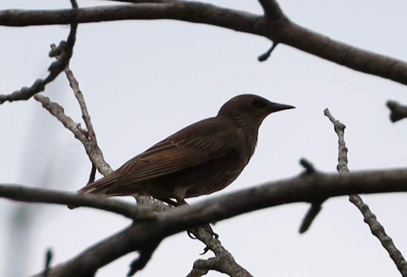 Хар тодол - ML620920760