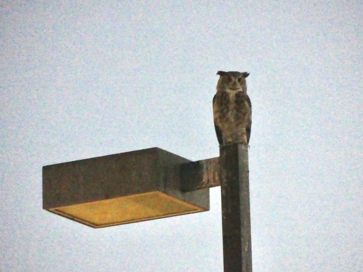 Great Horned Owl - ML620920764