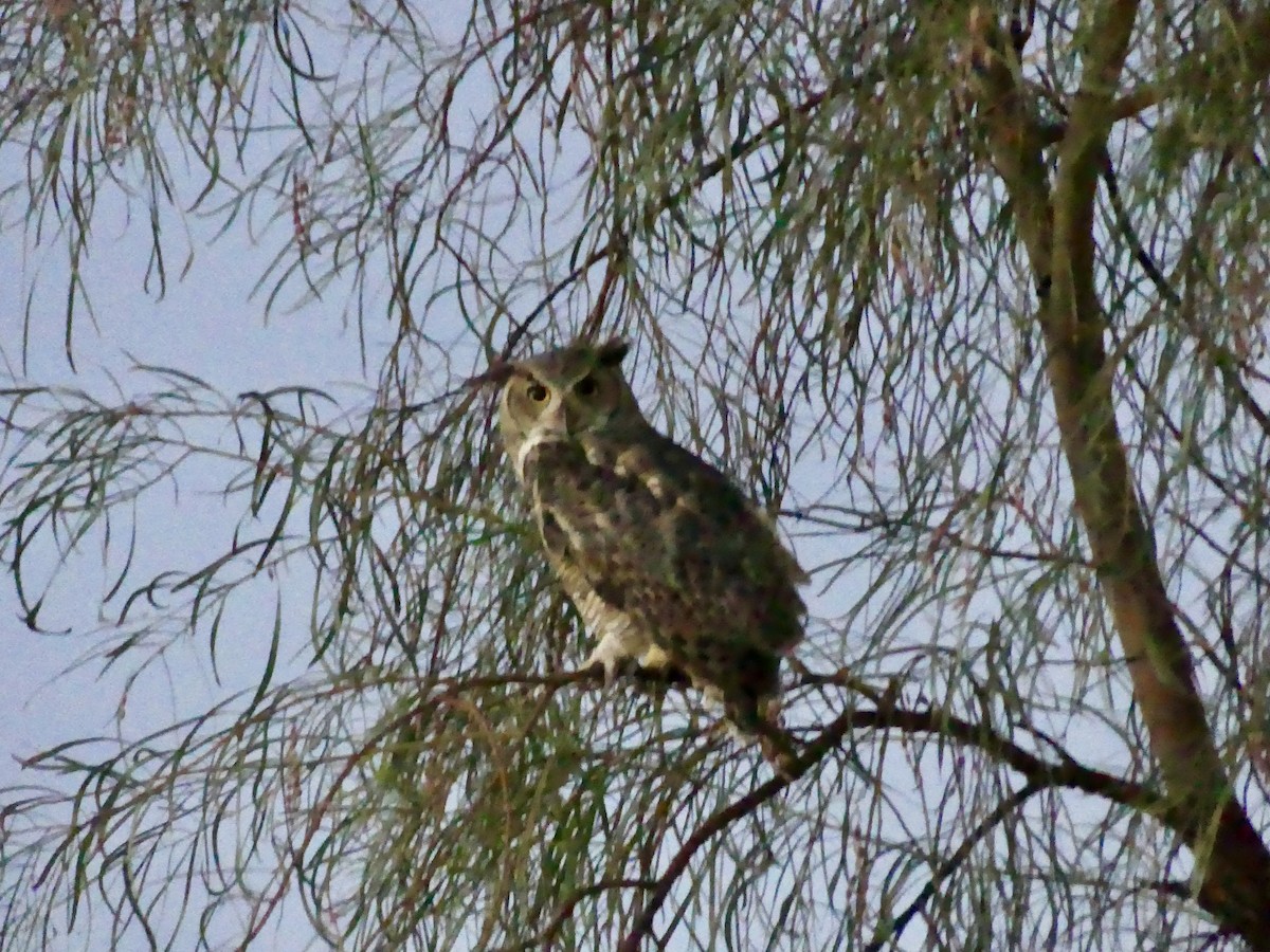 Great Horned Owl - ML620920765