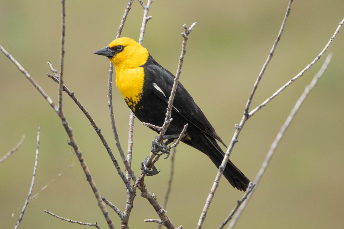 Yellow-headed Blackbird - ML620920777