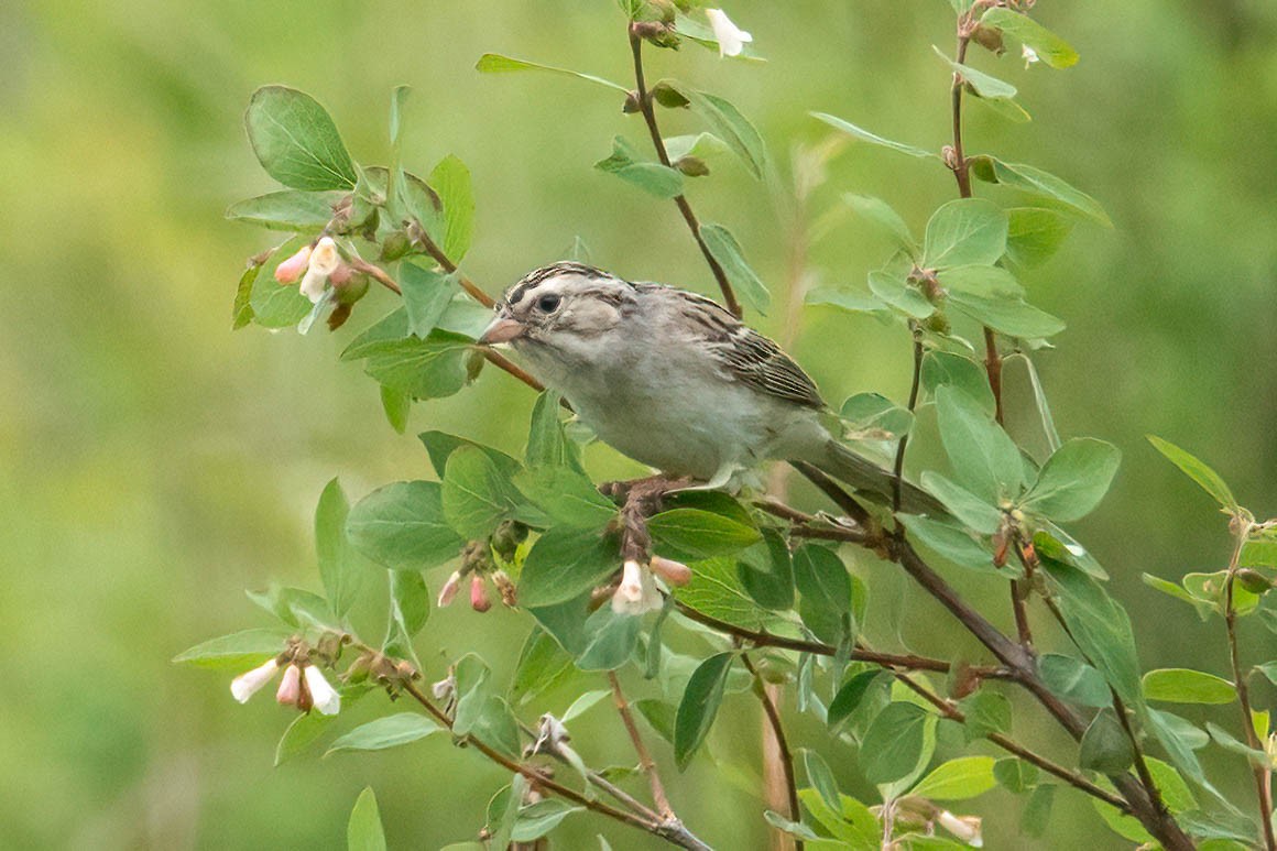 Clay-colored Sparrow - ML620920793
