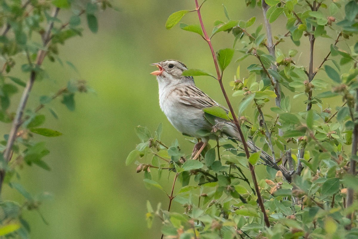 Clay-colored Sparrow - ML620920794
