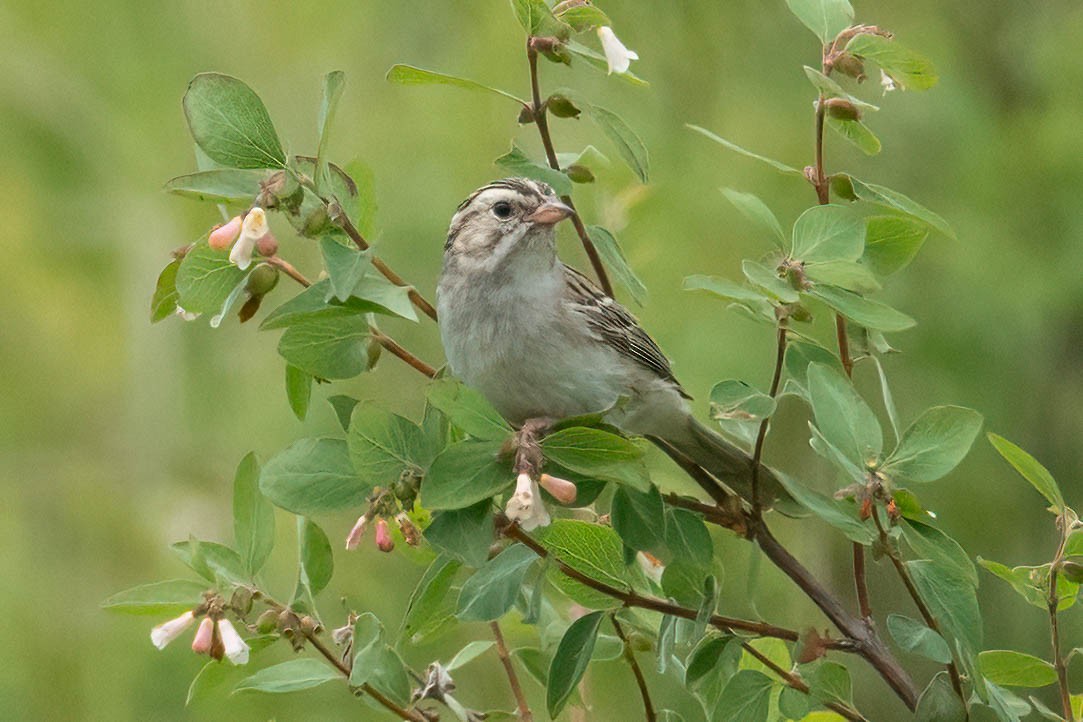 Clay-colored Sparrow - ML620920795