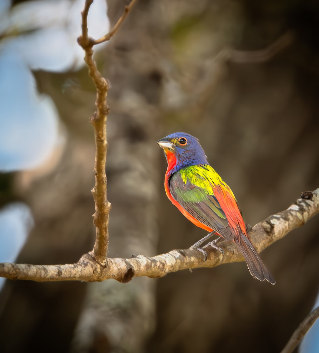 Painted Bunting - ML620920800