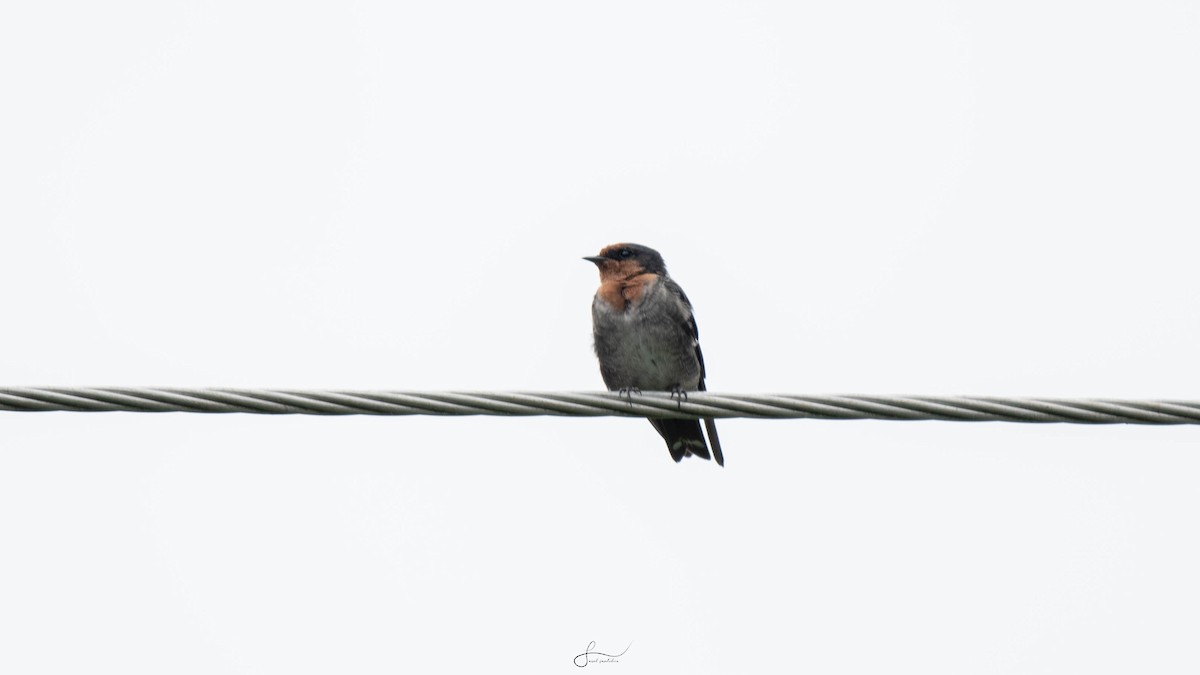 Red-rumped Swallow - ML620920801