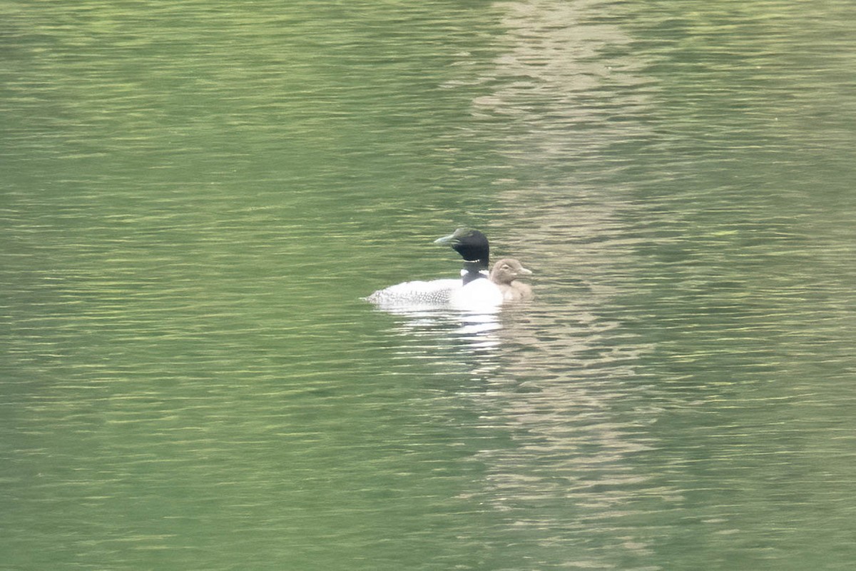 Common Loon - ML620920808