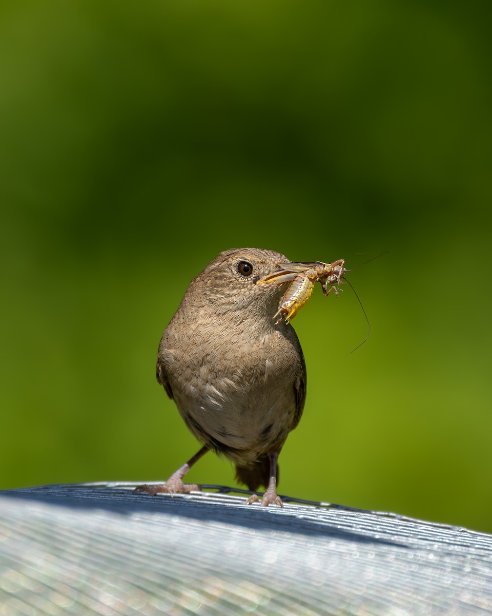 House Wren - Alton Spencer