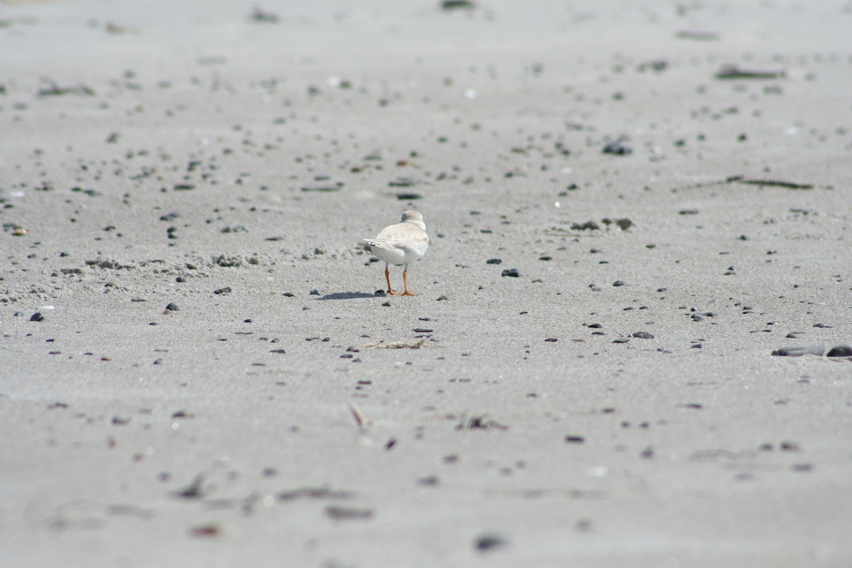 Piping Plover - ML620920814
