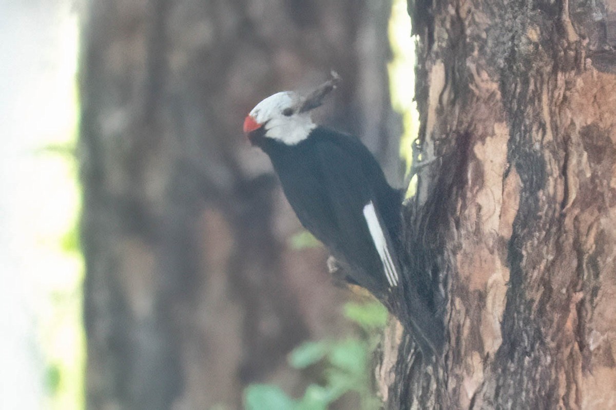 White-headed Woodpecker - ML620920831