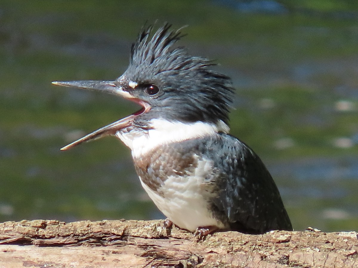 Belted Kingfisher - ML620920838