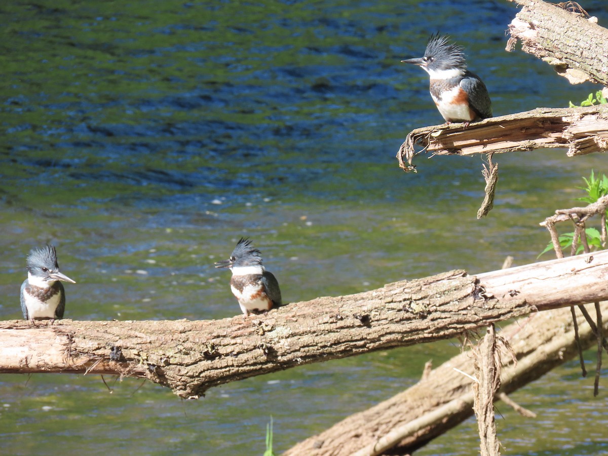 Belted Kingfisher - ML620920840