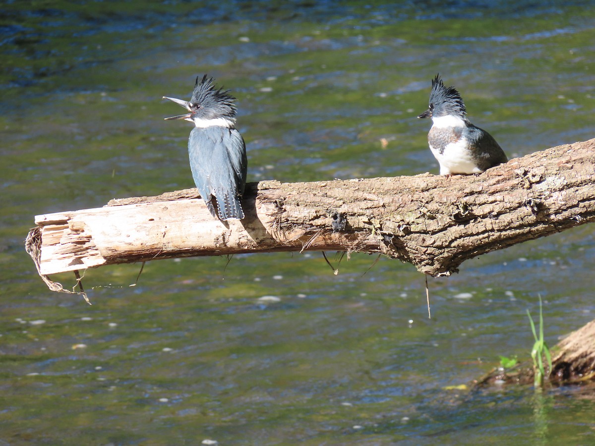 Belted Kingfisher - Rick Robinson