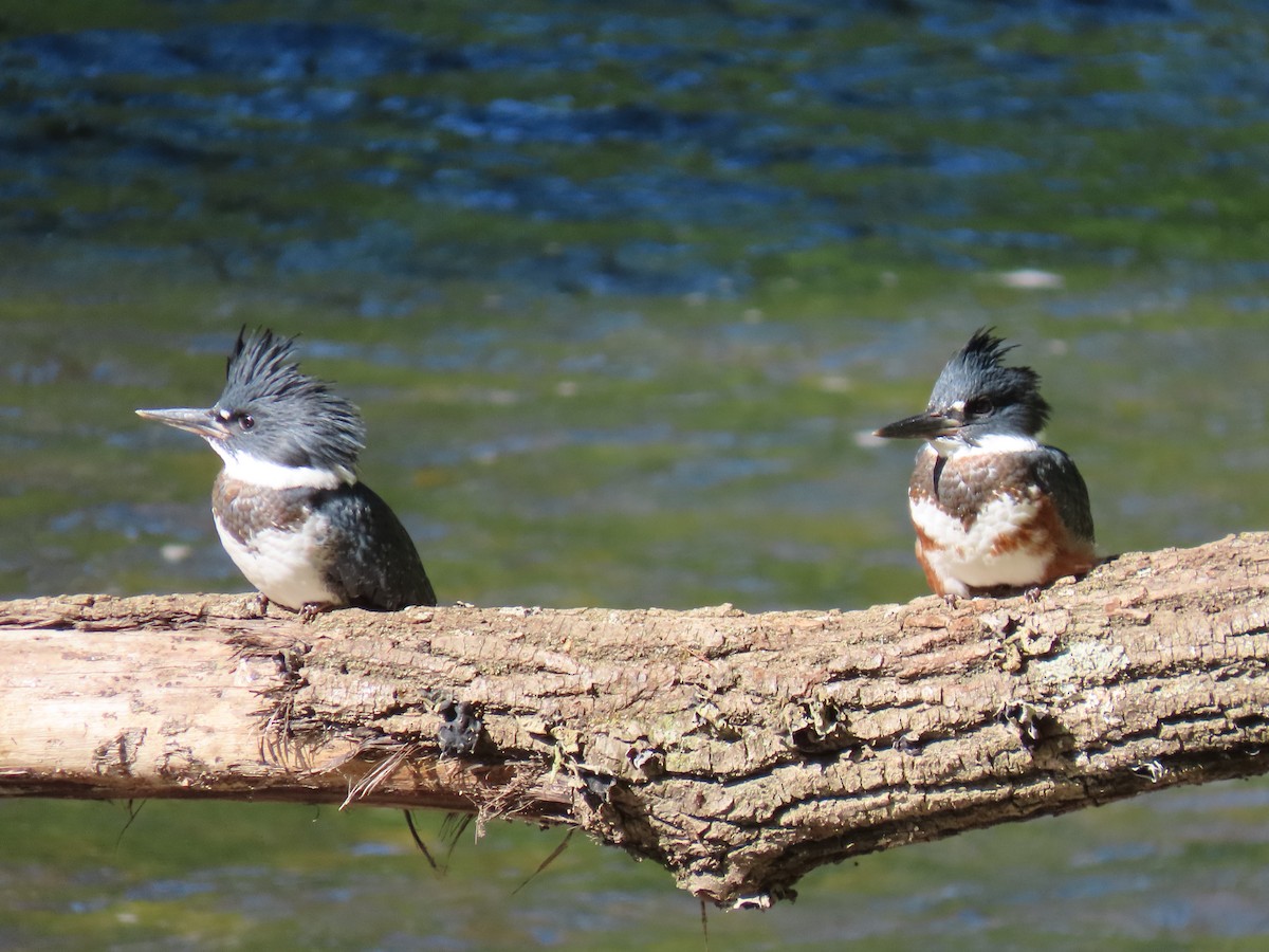 Belted Kingfisher - ML620920842