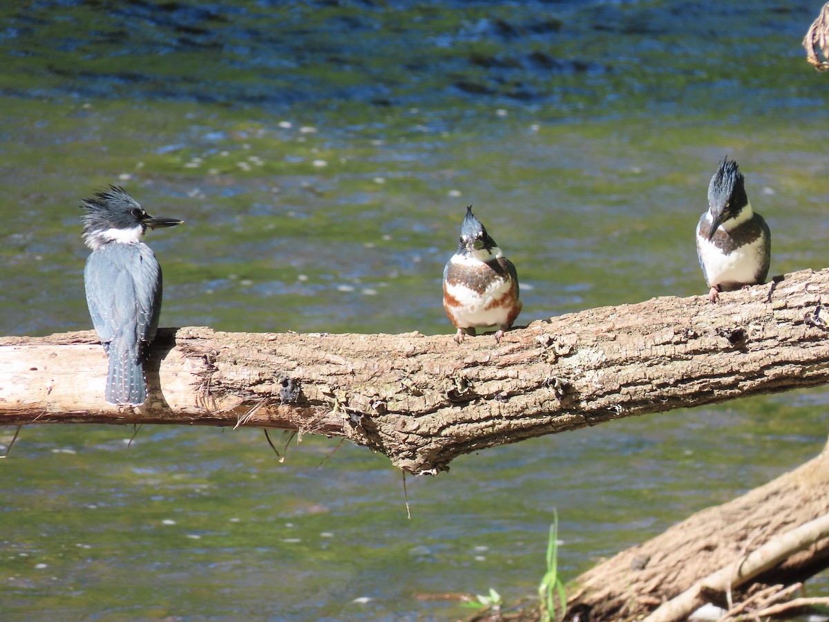 Belted Kingfisher - ML620920843