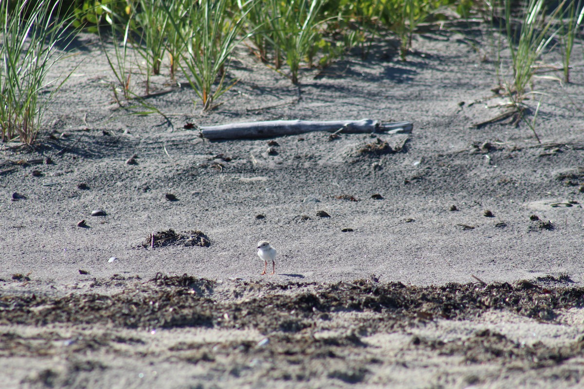Piping Plover - ML620920845