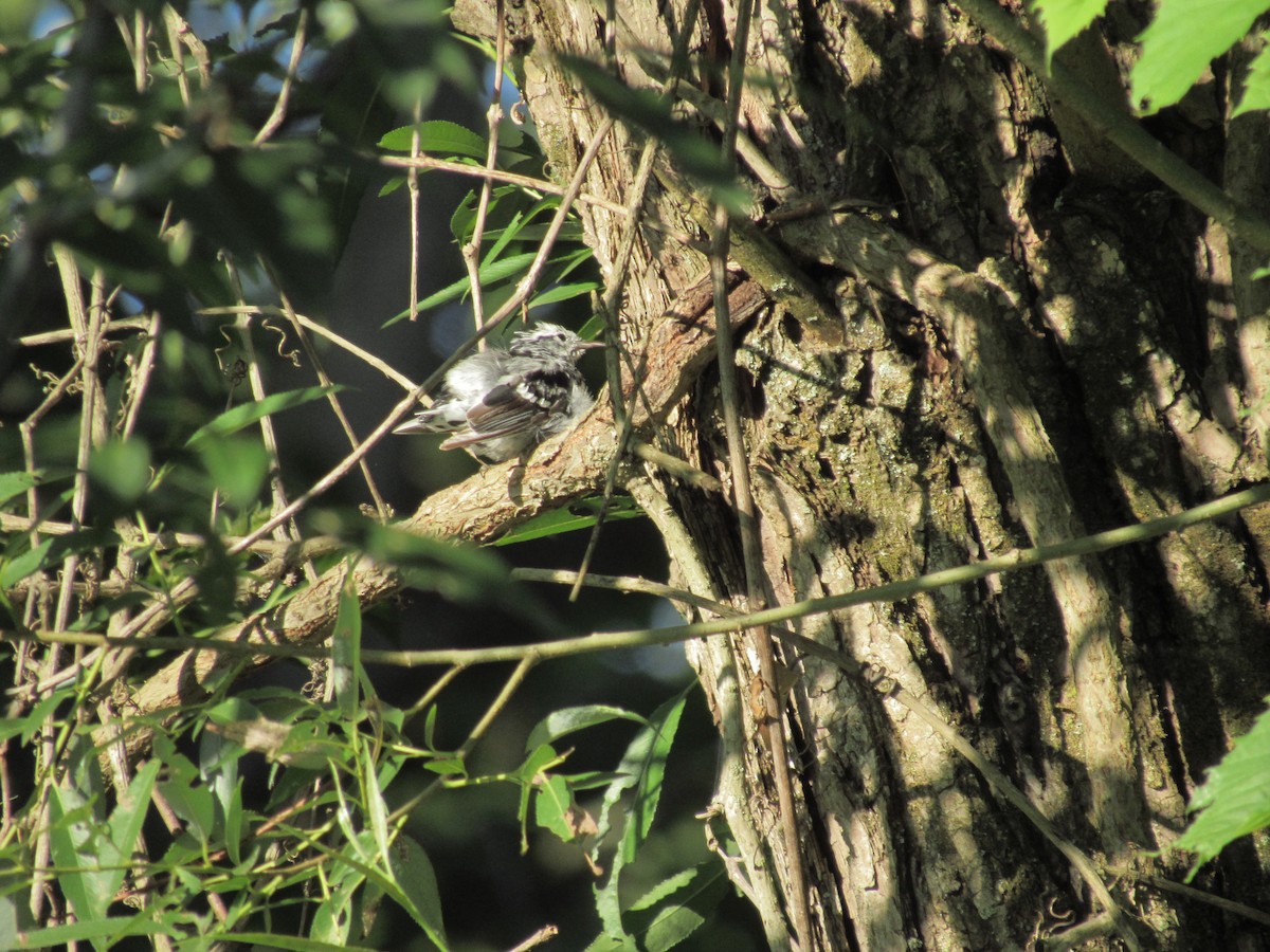 Black-and-white Warbler - ML620920846