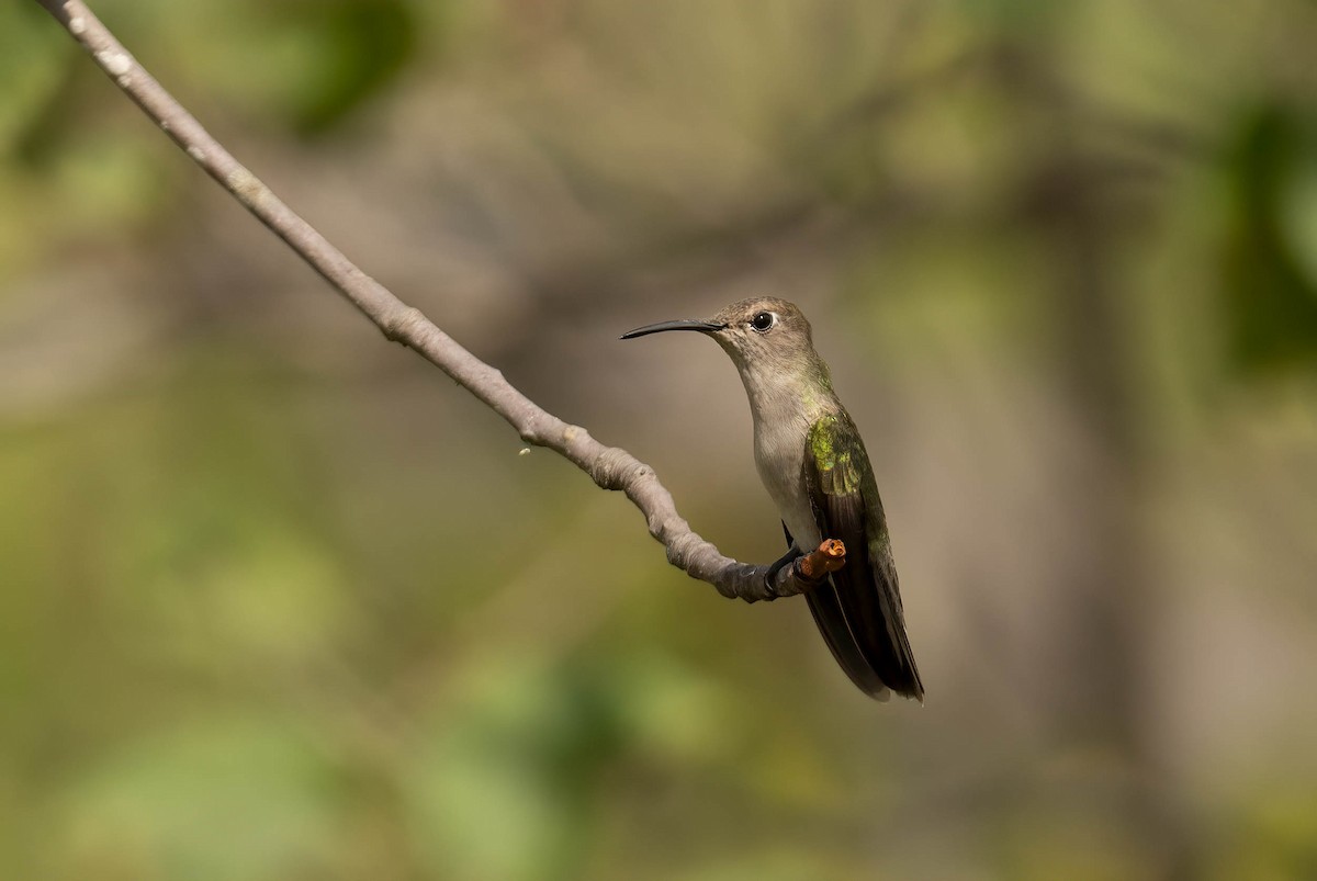 Baerkolibri - ML620920856