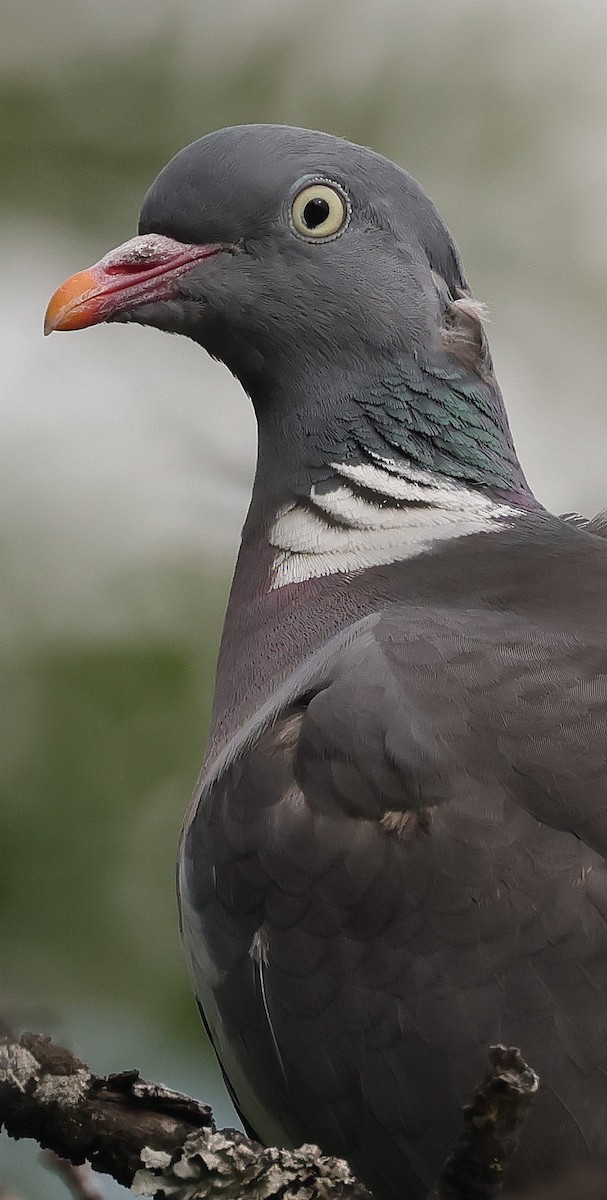 Common Wood-Pigeon - ML620920870