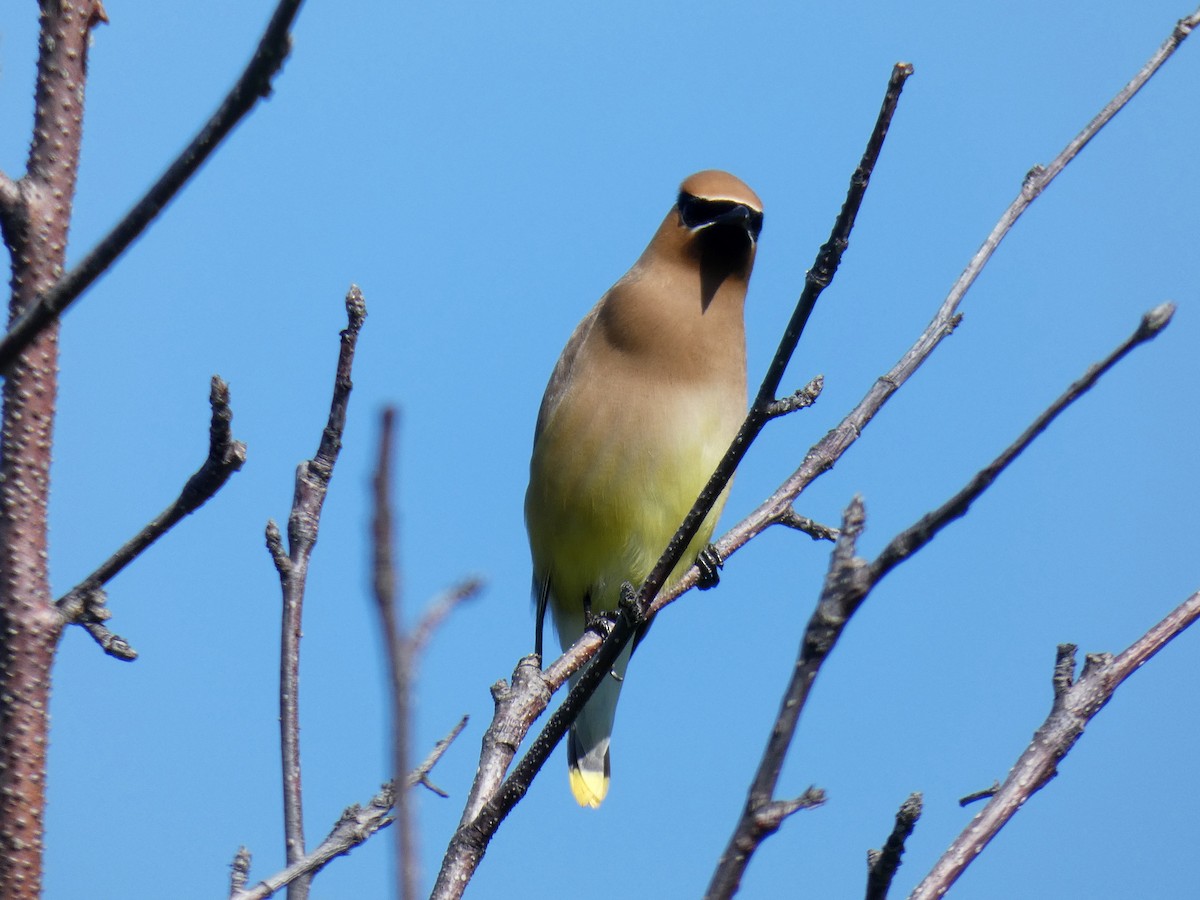 Cedar Waxwing - ML620920891