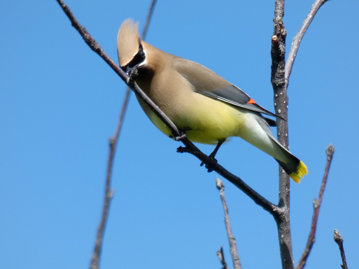 Cedar Waxwing - ML620920896