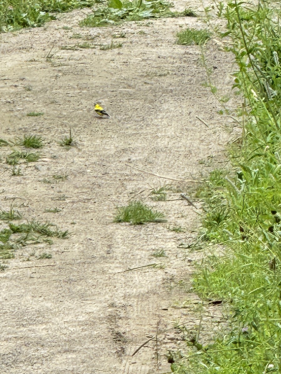 American Goldfinch - ML620920965