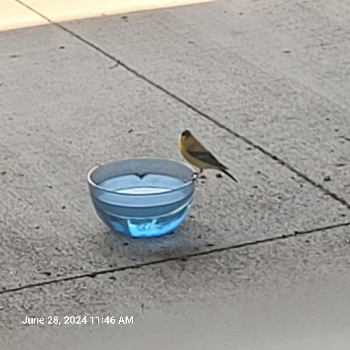 American Goldfinch - ML620920969